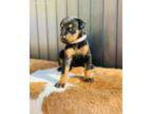 Doberman Pinscher Puppy for sale in Visalia, CA, USA
