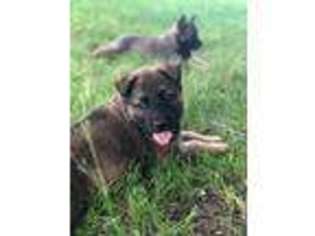 Belgian Malinois Puppy for sale in Foreston, MN, USA