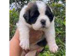 Saint Bernard Puppy for sale in Walnut Cove, NC, USA