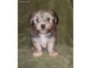 Havanese Puppy for sale in Wentworth, MO, USA