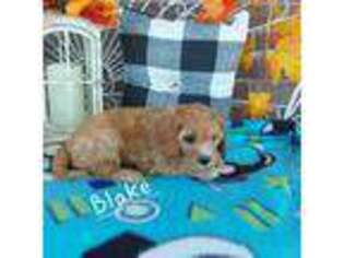 Cavapoo Puppy for sale in Grabill, IN, USA
