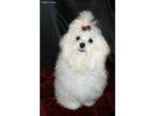 Maltese Puppy for sale in Brandon, MS, USA