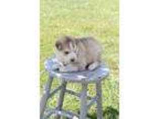 Siberian Husky Puppy for sale in Garnett, KS, USA