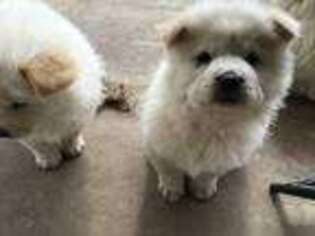 Chow Chow Puppy for sale in Trotwood, OH, USA