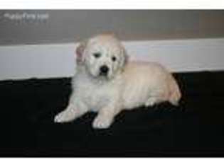 Golden Retriever Puppy for sale in Frankfort, OH, USA