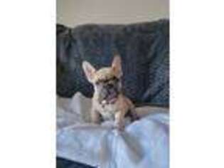 French Bulldog Puppy for sale in Arlington Heights, IL, USA