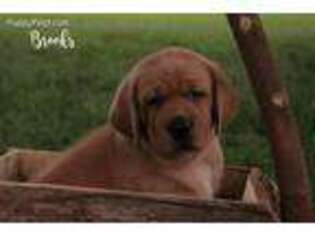 Labrador Retriever Puppy for sale in Greenville, IN, USA