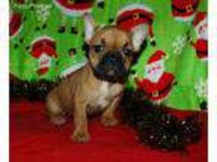 French Bulldog Puppy for sale in Gloster, MS, USA