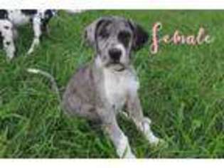 Great Dane Puppy for sale in Reidsville, NC, USA