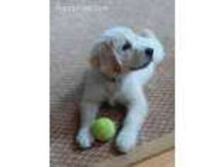 Mutt Puppy for sale in Denton, NC, USA