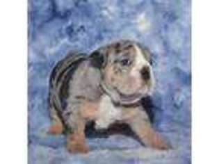Bulldog Puppy for sale in Clewiston, FL, USA