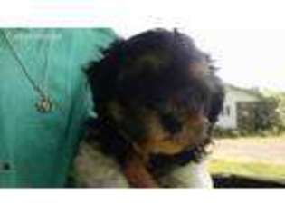 Shih-Poo Puppy for sale in Earleville, MD, USA
