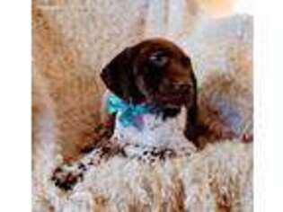 German Shorthaired Pointer Puppy for sale in Becker, MN, USA