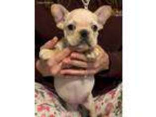 French Bulldog Puppy for sale in Mount Pleasant, IA, USA