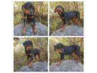 Rottweiler Puppy for sale in Springdale, WA, USA
