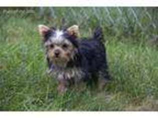 Yorkshire Terrier Puppy for sale in Albion, MI, USA