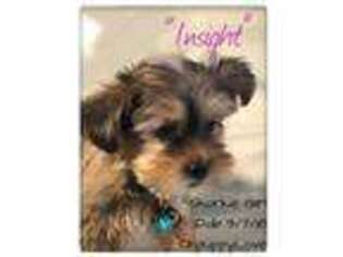 Shorkie Tzu Puppy for sale in Los Angeles, CA, USA