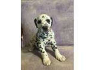 Dalmatian Puppy for sale in Fort Wayne, IN, USA