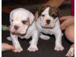 Bulldog Puppy for sale in BOONES MILL, VA, USA