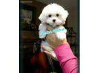 Maltese Puppy for sale in Moreno Valley, CA, USA