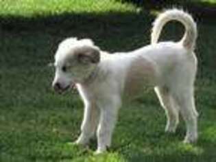 Great Pyrenees Puppy for sale in Bealeton, VA, USA