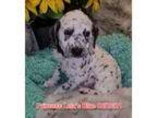 Dalmatian Puppy for sale in Colleyville, TX, USA