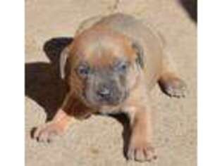 Cane Corso Puppy for sale in Longmont, CO, USA