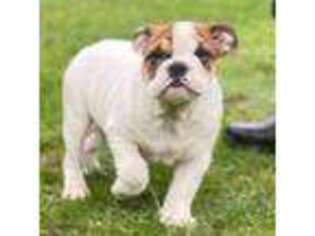 Bulldog Puppy for sale in Ball Ground, GA, USA