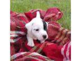 Jack Russell Terrier Puppy for sale in Bells, TX, USA
