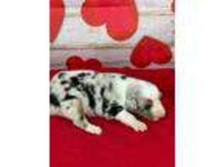 Miniature Australian Shepherd Puppy for sale in Comanche, OK, USA