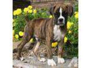 Boxer Puppy for sale in WEST PLAINS, MO, USA