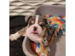 Bulldog Puppy for sale in Iowa City, IA, USA