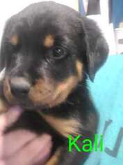 Rottweiler Puppy for sale in Columbia, PA, USA