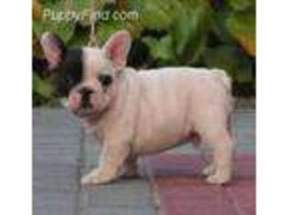 French Bulldog Puppy for sale in Fuquay Varina, NC, USA