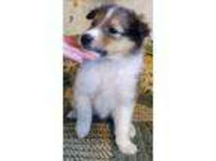 Collie Puppy for sale in Weaubleau, MO, USA