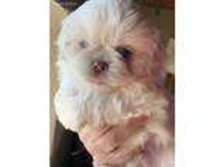 Pekingese Puppy for sale in Anthony, NM, USA