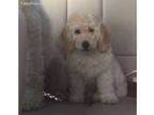 Goldendoodle Puppy for sale in Rogersville, TN, USA
