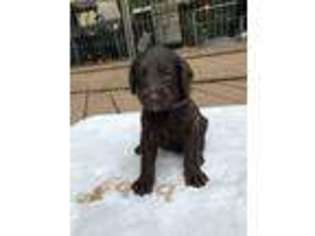 Labradoodle Puppy for sale in Canton, GA, USA