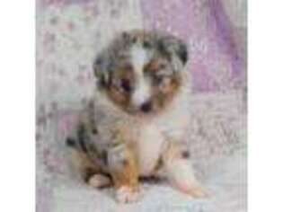 Miniature Australian Shepherd Puppy for sale in Cincinnati, OH, USA
