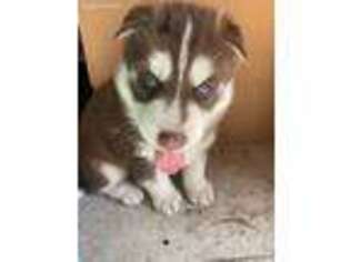 Siberian Husky Puppy for sale in Alhambra, CA, USA