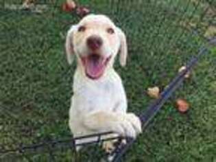 Labrador Retriever Puppy for sale in White House, TN, USA