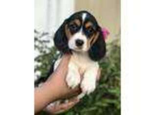 Beagle Puppy for sale in Moses Lake, WA, USA