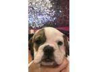 Bulldog Puppy for sale in Dover, NH, USA