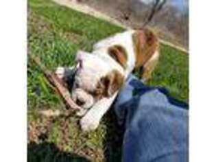 Olde English Bulldogge Puppy for sale in Edwards, MO, USA