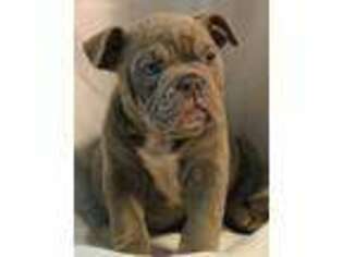 Olde English Bulldogge Puppy for sale in Toledo, OH, USA