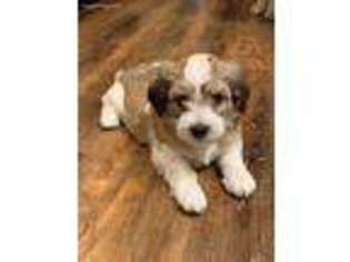Havanese Puppy for sale in Grandview, TX, USA
