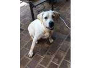 Labrador Retriever Puppy for sale in Sautee Nacoochee, GA, USA