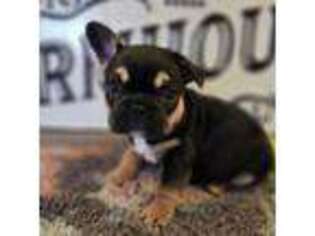 French Bulldog Puppy for sale in Winlock, WA, USA