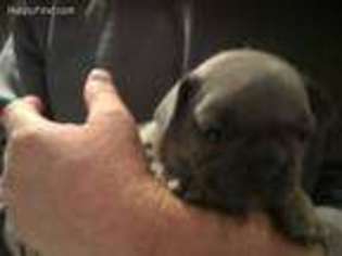 French Bulldog Puppy for sale in Sullivan, IN, USA