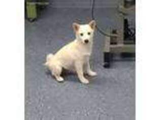 Shiba Inu Puppy for sale in Chanute, KS, USA